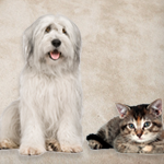 Pet Odor Removal San Antonio TX