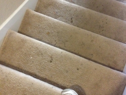 Stairs Dirty Carpet Cleaning San Antonio