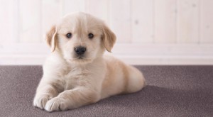 clean-carpet-puppy