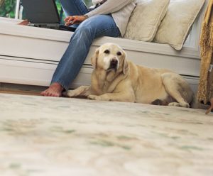 Residential Carpet Cleaning San Antonio - Pet Stains San Antonio