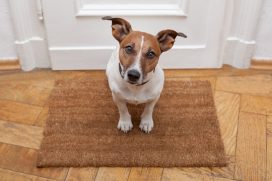 pet stain removal