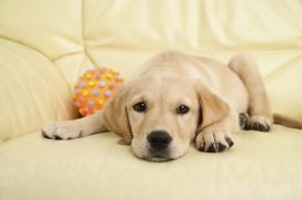 Pet Odors San Antonio - Pet Odor Removal San Antonio