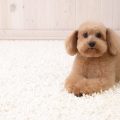 san antonio pet stain removal