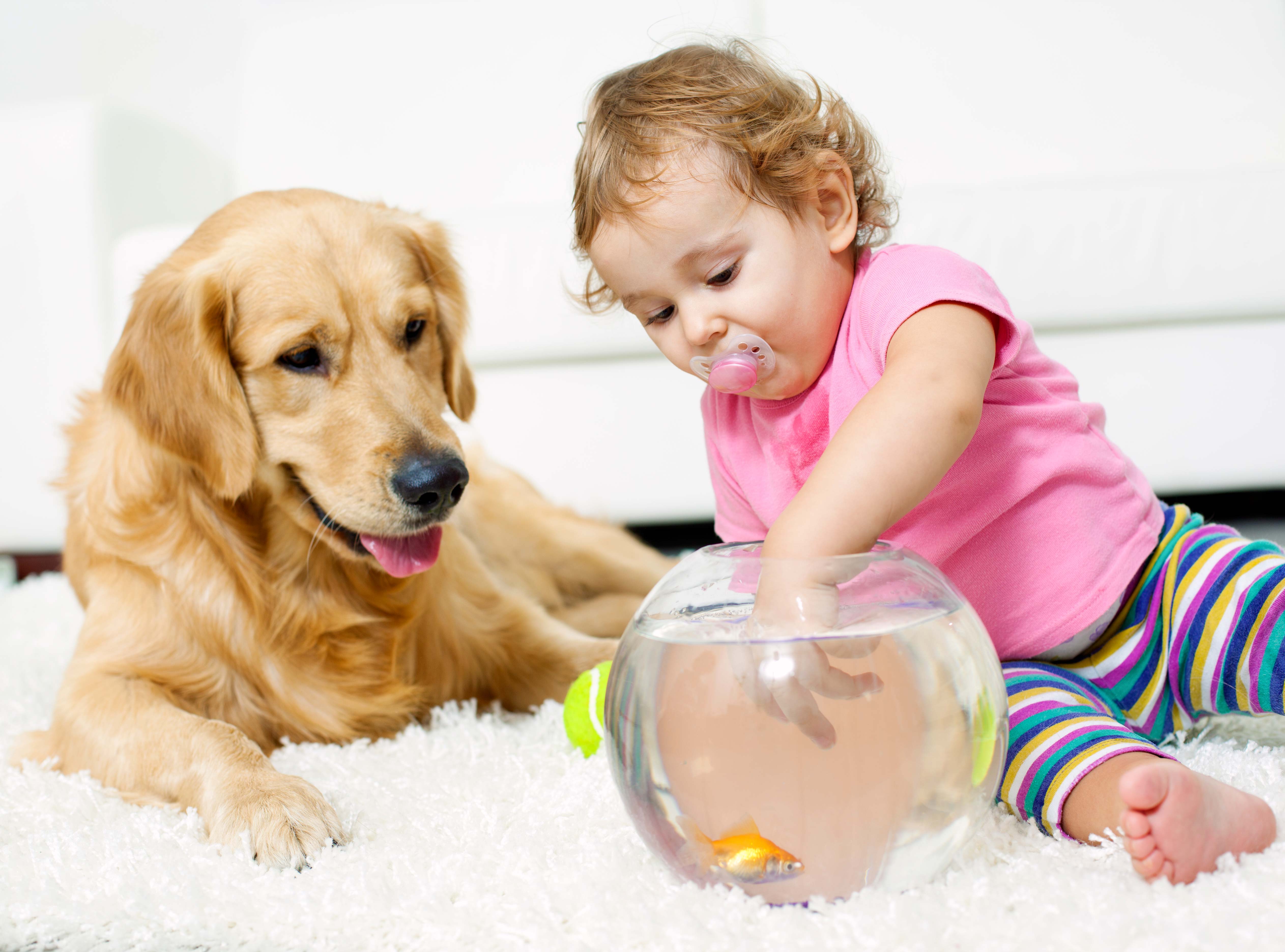 pet urine removal san antonio