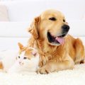 For The Best in Pet Urine Removal San Antonio, Call Best Carpet Cleaning Experts Today at 210-857-0682