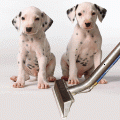 Need Pet Urine Removal For Your Home? Call Best Carpet Cleaning Experts at 210-857-0682