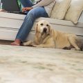 Call best Carpet Cleaning Experts For the Best Pet Urine Removal in San Antonio 210-857-0682