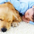 For The Best Pet Stain Removal San Antonio, Call Best Carpet Cleaning Experts at 210-857-0682
